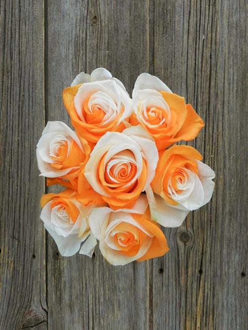 ORANGE & WHITE  TINTED ROSE